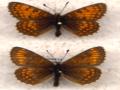 Mellicta varia from Switzerland (dark aberrant male- bottom, normal male-top (Internet Image property of respective owner, non-commercial use only)